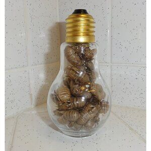 Glass Lightbulb Jar full of 27 Cicada Skins oddity curiosity goth taxidermy